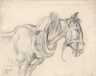 Testa e spalle di un cavallo da tiro